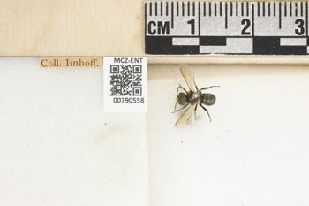 Media type: image;   Entomology 790558 Aspect: Labels